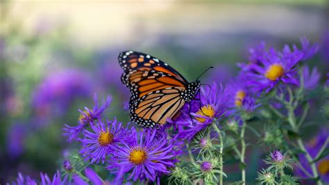 Monarch butterfly migration in St. Louis sparks urgent conservation efforts